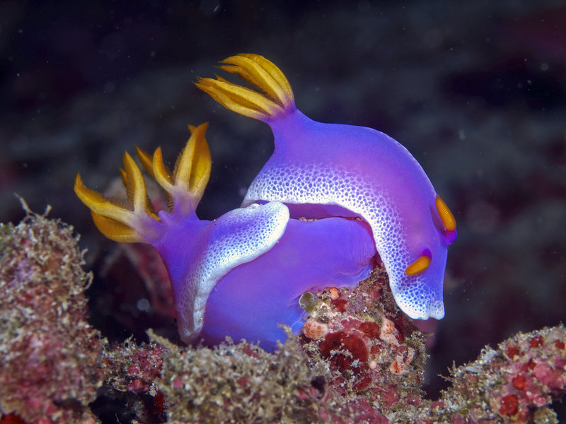 Nudibranch, Sabang Wreck
